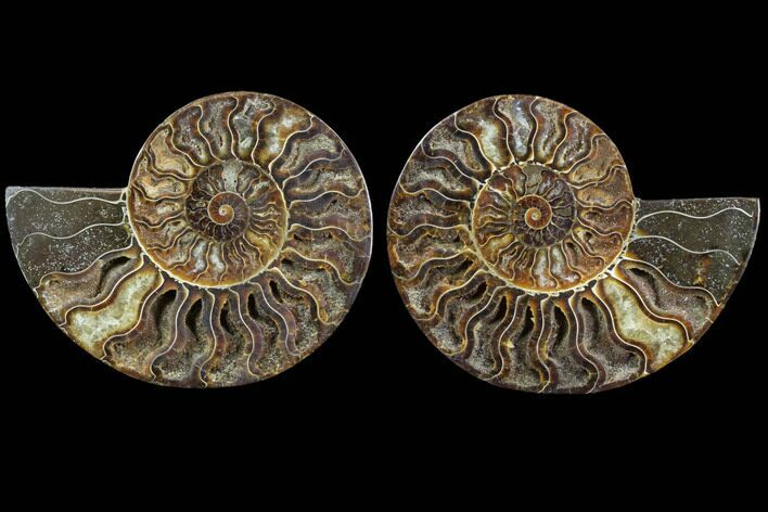 Cut & Polished Ammonite Fossil - Crystal Chambers #91155